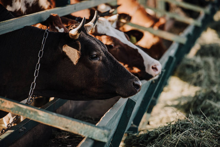 棕色国内美丽的母牛站在摊位在农场