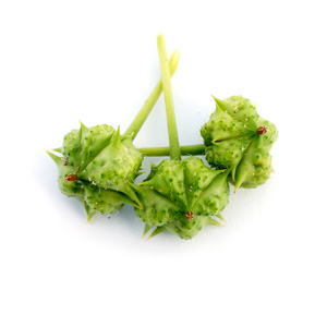 蒺藜蒺藜植物的种子照片