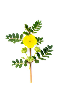 刺蒺藜植物与花和叶图片