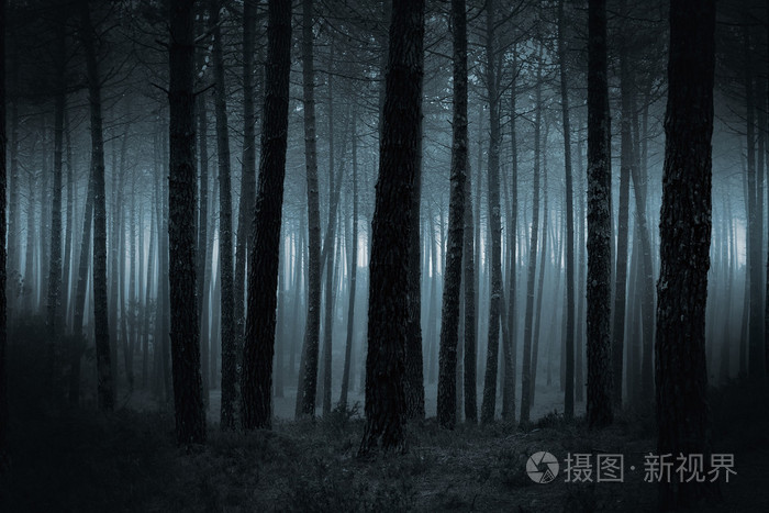 黑暗迷雾森林