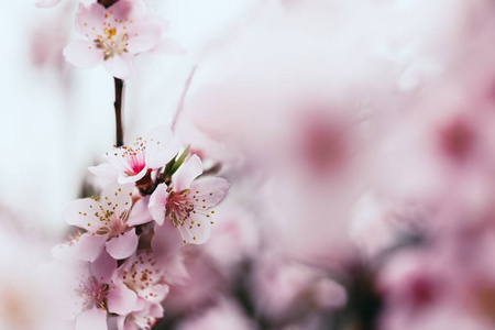 在模糊的花背景上开花杏树