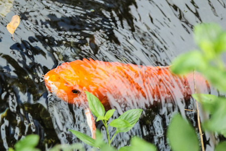锦鲤或高档橙鲤鱼