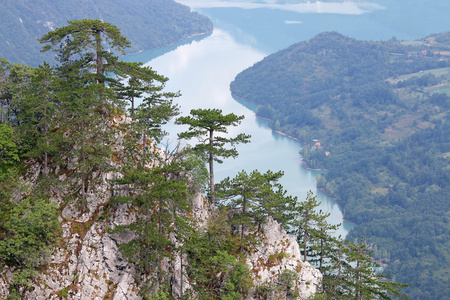 松树在塔拉山风景