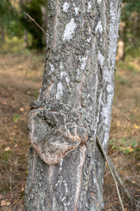 树皮在一个健康的松树树干上。辨树生长在森林地区。秋天的季节