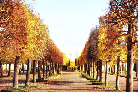 10月风景或秋天在公园, 黄色10月树, 胡同在秋天风景