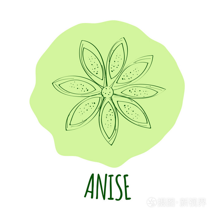 八角茴香科矢量图插画-正版商用图片0sox4i-摄图新视界