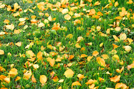 绿草上的黄叶为背景美丽的秋天风景