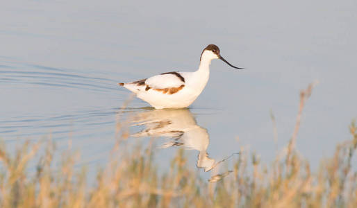 在Makgadikga湖中的一个湖中的pieedavocetrecvirostraavosetta