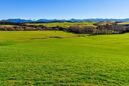 绿色的田野和山在新西兰南岛