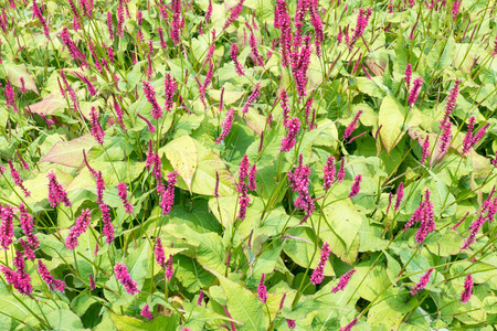 红掌或肉穗花序花图片