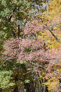 秋季树叶变色的树木片断