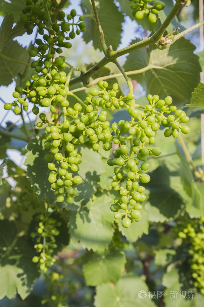 绿色的树叶在藤上的葡萄