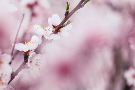 在模糊的花背景上开花杏树