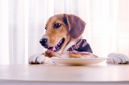 比格犬和鸡的腿