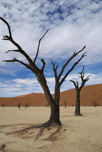 死 Vlei 或 Deadvlei, 纳米布沙漠, Hardap 地区, 纳米比亚, 非洲的死树