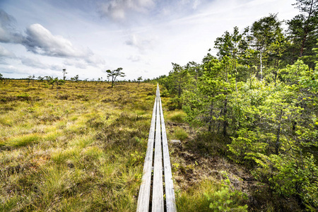 斯堪的纳维亚沼泽地区木板的踪迹