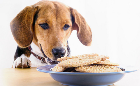 小猎犬的小狗和小甜饼