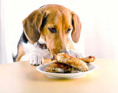 比格犬和烧鸡腿