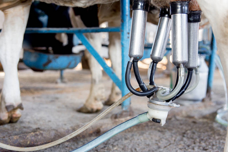 奶牛挤奶设施和机械化挤奶设备。奶牛场