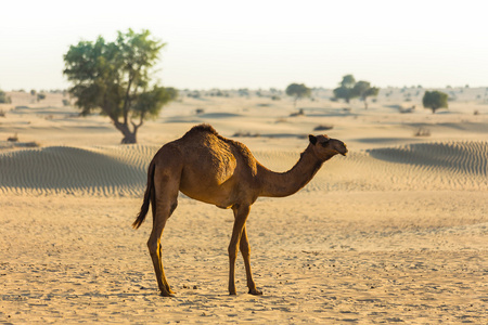 与骆驼沙漠景观