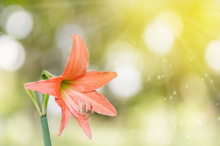 橙花朱顶红或孤挺花景和阳光图片