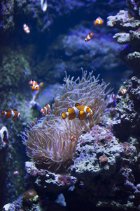 珊瑚礁上五颜六色的鱼
