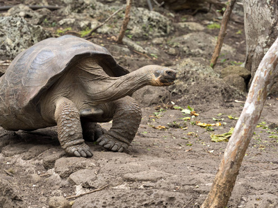 加拉帕戈斯群岛巨型龟, Chelonoidis chathamensis 中心的石质地形, de Crianza 德 Tortu