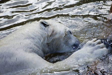 北极熊在水中玩