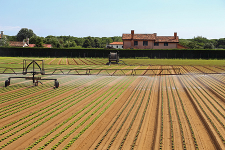 在夏天的生菜场自动灌溉系统