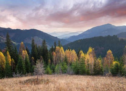 下秋天的树林，山坡上的风景