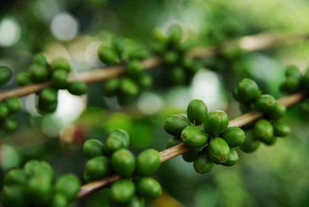咖啡豆在一个分支在布埃纳维斯塔, Quindio, 哥伦比亚, 南美洲