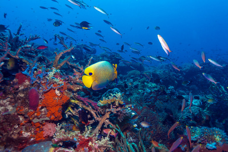 鱼和海底的生态系统
