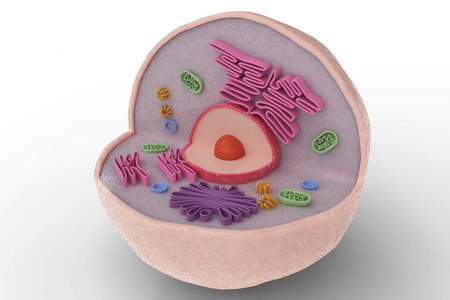 人体细胞解剖结构在白色背景下分离.3d 渲染插图照片