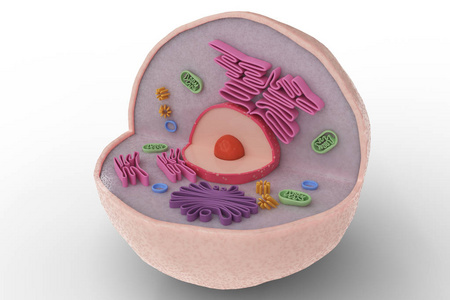 人体细胞解剖结构在白色背景下分离。3d 渲染插图