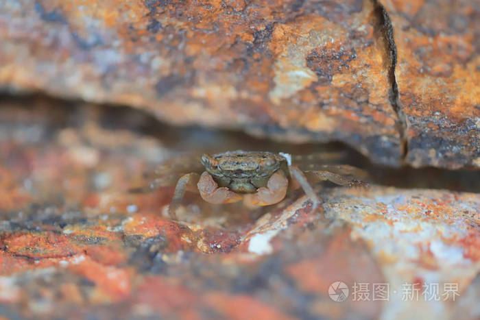 一只小螃蟹藏在石头里