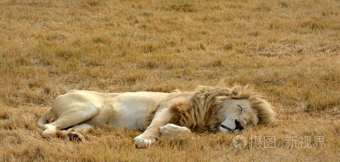 狮子在午后的太阳，国家公园，南非休息