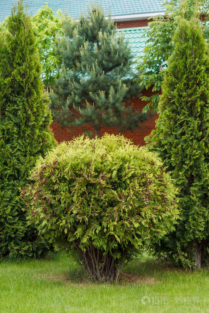 一个绿色草坪上装饰的灌木和树木的组成点缀着一个富有的房子的门面