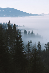 杉木林与雾山风景