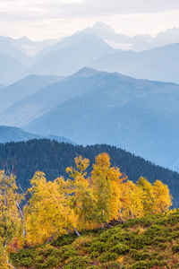 与格鲁吉亚山区的白桦林的秋天风景