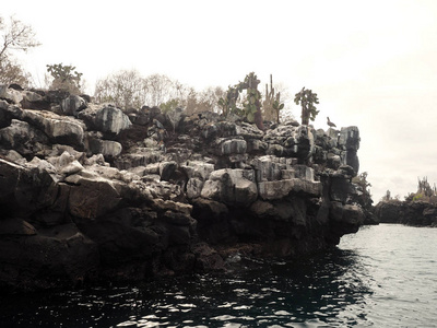 岛屿沿岸的阴沉岩石, 北西摩, 加拉帕戈斯群岛, 厄瓜多尔