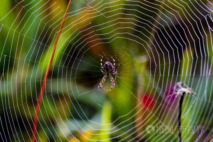 网络的背景下的自然.蜘蛛在草丛中编织了一个美丽的网.
