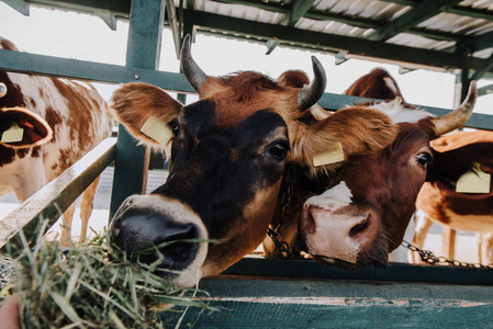 在农场里吃干草的褐色家养奶牛