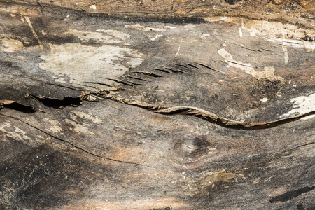 老开裂的木板, 农村自然干木面板, 特写抽象背景深色棕色纹理