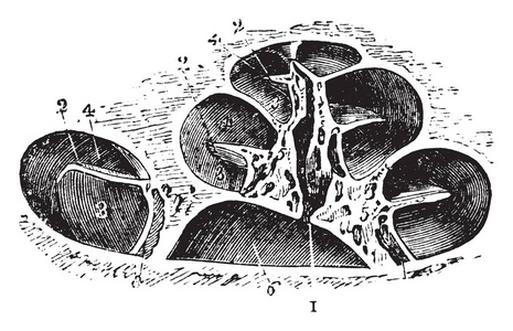 本插图代表骨耳蜗, 复古线画或雕刻插图