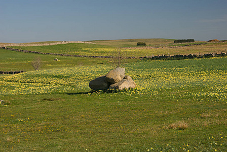 法国中南部 Aubrac 高原的水仙花