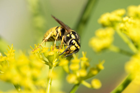 黄色上特写蜜蜂图片
