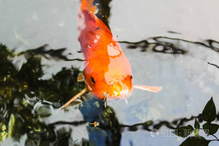 锦鲤或高档橙鲤鱼