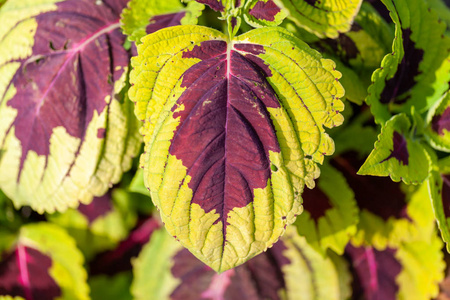 花园里的 Plectranthus scutellarioides 花