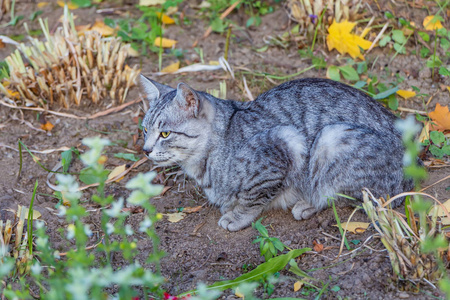 秋天的花园里有一只黄色的眼睛和褐色的鼻子的漂亮的灰斑猫