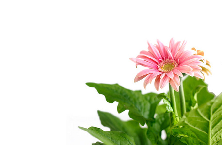 Closd 粉红色非洲菊花植物的白色背景